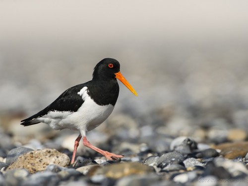 Ostrygojad (ang. Eurasian Oystercatcher, łac. Haematopus ostralegus) - 9025 - Fotografia Przyrodnicza - WlodekSmardz.pl