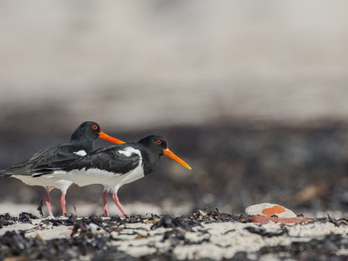 Ostrygojad (ang. Eurasian Oystercatcher, łac. Haematopus ostralegus) - 8110 - Fotografia Przyrodnicza - WlodekSmardz.pl