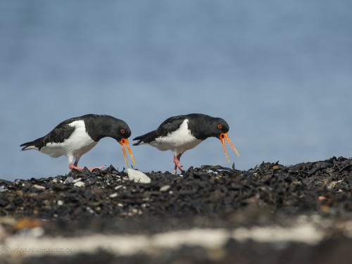 Ostrygojad (ang. Eurasian Oystercatcher, łac. Haematopus ostralegus) - 7831 - Fotografia Przyrodnicza - WlodekSmardz.pl