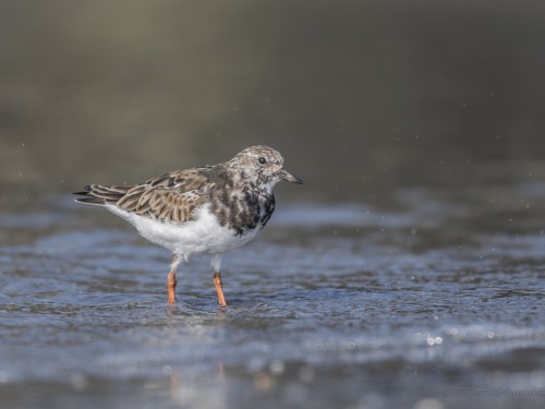 Kamusznik (ang. Ruddy Turnstoner, łac. Arenaria interpres) - 3466 - Fotografia Przyrodnicza - WlodekSmardz.pl