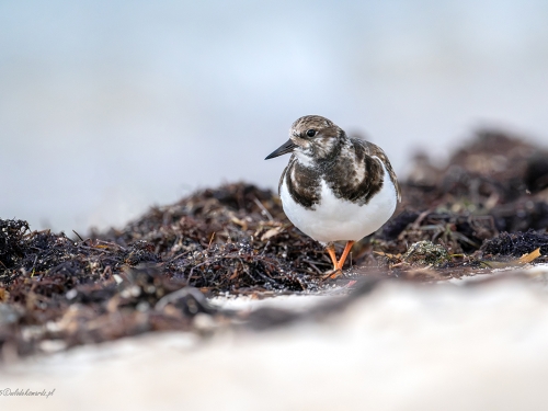 Kamusznik (ang. Ruddy Turnstoner, łac. Arenaria interpres) - 0294 - Fotografia Przyrodnicza - WlodekSmardz.pl