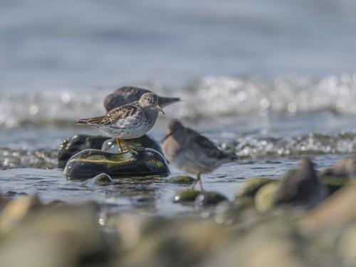 Biegus morski (ang. Purple Sandpiper, łac. Calidris maritima) - 9167 - Fotografia Przyrodnicza - WlodekSmardz.pl