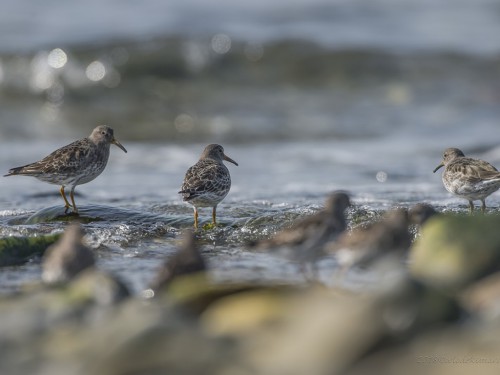 Biegus morski (ang. Purple Sandpiper, łac. Calidris maritima) - 9180 - Fotografia Przyrodnicza - WlodekSmardz.pl