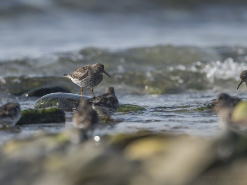 Biegus morski (ang. Purple Sandpiper, łac. Calidris maritima) - 9184 - Fotografia Przyrodnicza - WlodekSmardz.pl