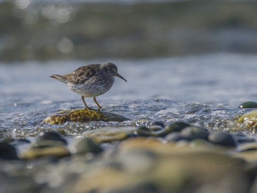 Biegus morski (ang. Purple Sandpiper, łac. Calidris maritima) - 9225 - Fotografia Przyrodnicza - WlodekSmardz.pl