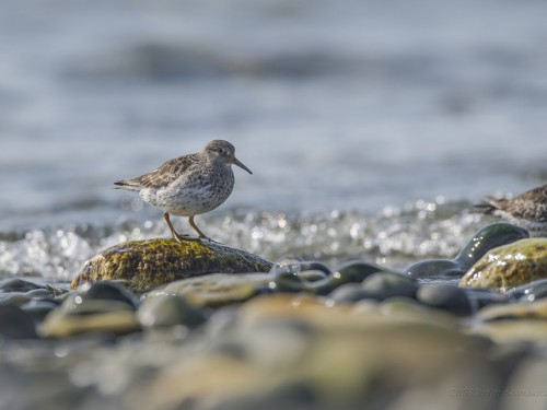 Biegus morski (ang. Purple Sandpiper, łac. Calidris maritima) - 9239 - Fotografia Przyrodnicza - WlodekSmardz.pl