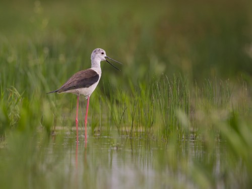 Szczudłak (ang. Black-winged Stilt, łac. Himantopus himantopus) - 5403 - Fotografia Przyrodnicza - WlodekSmardz.pl