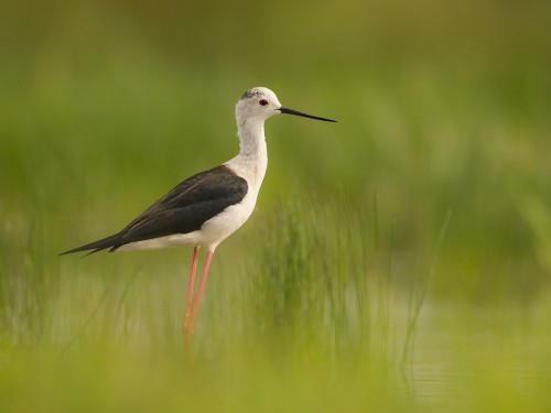 Szczudłak (ang. Black-winged Stilt, łac. Himantopus himantopus) - 5428 - Fotografia Przyrodnicza - WlodekSmardz.pl