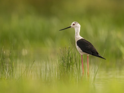 Szczudłak (ang. Black-winged Stilt, łac. Himantopus himantopus) - 5469 - Fotografia Przyrodnicza - WlodekSmardz.pl