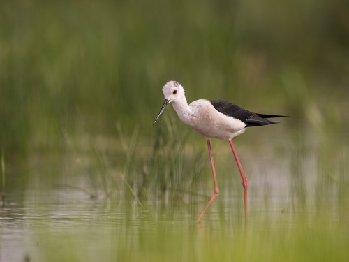 Szczudłak (ang. Black-winged Stilt, łac. Himantopus himantopus) - 5490 - Fotografia Przyrodnicza - WlodekSmardz.pl