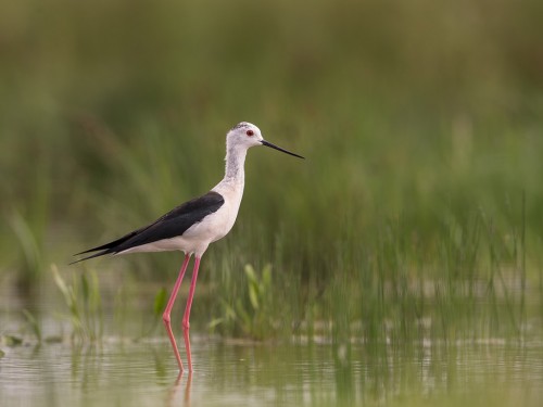 Szczudłak (ang. Black-winged Stilt, łac. Himantopus himantopus) - 5678 - Fotografia Przyrodnicza - WlodekSmardz.pl