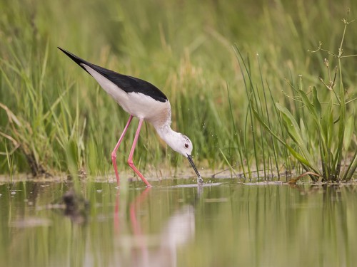 Szczudłak (ang. Black-winged Stilt, łac. Himantopus himantopus) - 5814 - Fotografia Przyrodnicza - WlodekSmardz.pl