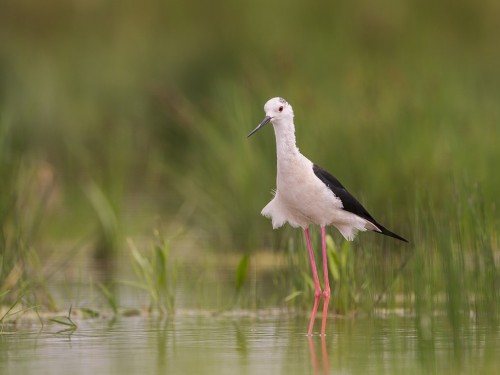 Szczudłak (ang. Black-winged Stilt, łac. Himantopus himantopus) - 5880 - Fotografia Przyrodnicza - WlodekSmardz.pl