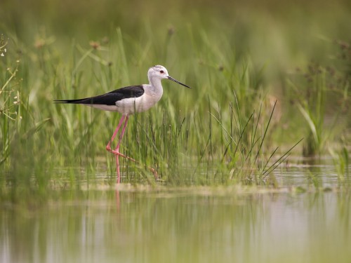 Szczudłak (ang. Black-winged Stilt, łac. Himantopus himantopus) - 6048- Fotografia Przyrodnicza - WlodekSmardz.pl