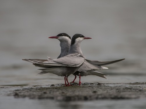 Rybitwa białowąsa (ang. Whiskered Tern, łac. Chlidonias hybrida) - 1240 - Fotografia Przyrodnicza - WlodekSmardz.pl