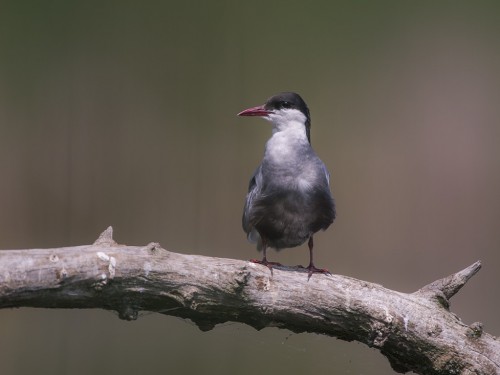 Rybitwa białowąsa (ang. Whiskered Tern, łac. Chlidonias hybrida) - 4217 - Fotografia Przyrodnicza - WlodekSmardz.pl