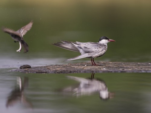 Rybitwa białowąsa (ang. Whiskered Tern, łac. Chlidonias hybrida) - 4557- Fotografia Przyrodnicza - WlodekSmardz.pl