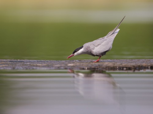 Rybitwa białowąsa (ang. Whiskered Tern, łac. Chlidonias hybrida) - 4680 - Fotografia Przyrodnicza - WlodekSmardz.pl