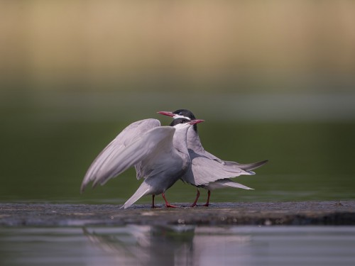 Rybitwa białowąsa (ang. Whiskered Tern, łac. Chlidonias hybrida) - 4690 - Fotografia Przyrodnicza - WlodekSmardz.pl