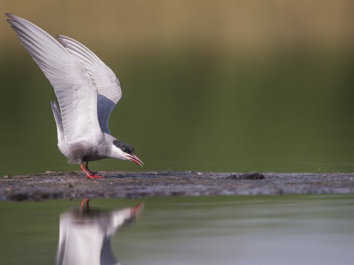 Rybitwa białowąsa (ang. Whiskered Tern, łac. Chlidonias hybrida) - 4883 - Fotografia Przyrodnicza - WlodekSmardz.pl