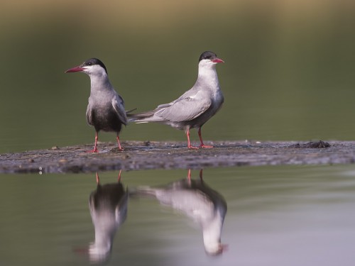 Rybitwa białowąsa (ang. Whiskered Tern, łac. Chlidonias hybrida) - 4921 - Fotografia Przyrodnicza - WlodekSmardz.pl