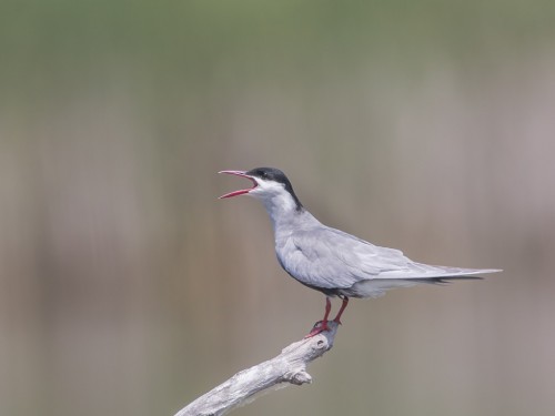 Rybitwa białowąsa (ang. Whiskered Tern, łac. Chlidonias hybrida) - 4260 - Fotografia Przyrodnicza - WlodekSmardz.pl