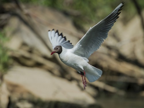 Śmieszka (ang. Black-headed Gull , łac. Chroicocephalus ridibundus) - 2206 - Fotografia Przyrodnicza - WlodekSmardz.pl