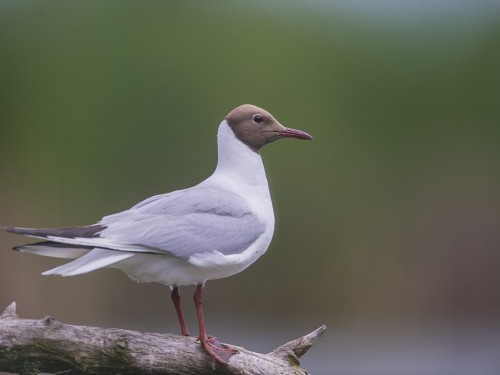 Śmieszka (ang. Black-headed Gull , łac. Chroicocephalus ridibundus) - 1196 - Fotografia Przyrodnicza - WlodekSmardz.pl