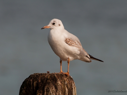 Śmieszka (ang. Black-headed Gull , łac. Chroicocephalus ridibundus) - 1270 - Fotografia Przyrodnicza - WlodekSmardz.pl