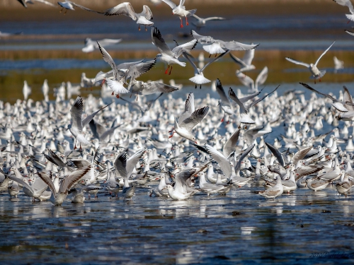 Śmieszka (ang. Black-headed Gull , łac. Chroicocephalus ridibundus) - 0216 - Fotografia Przyrodnicza - WlodekSmardz.pl