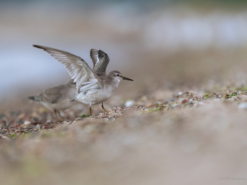 Biegus rdzawy (ang. Red Knot, łac. Calidris canutus) - 2380- Fotografia Przyrodnicza - WlodekSmardz.pl