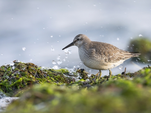 Biegus rdzawy (ang. Red Knot, łac. Calidris canutus) - 5444- Fotografia Przyrodnicza - WlodekSmardz.pl