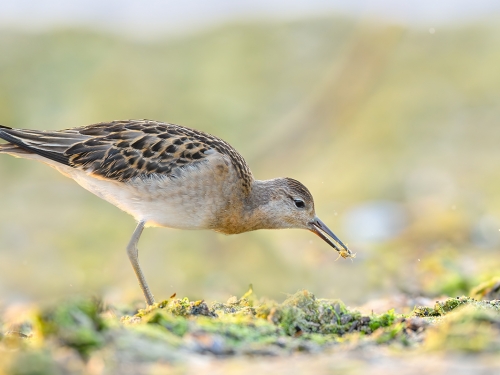 Batalion (ang. Ruff, łac. Calidris pugnax) - 7146- Fotografia Przyrodnicza - WlodekSmardz.pl