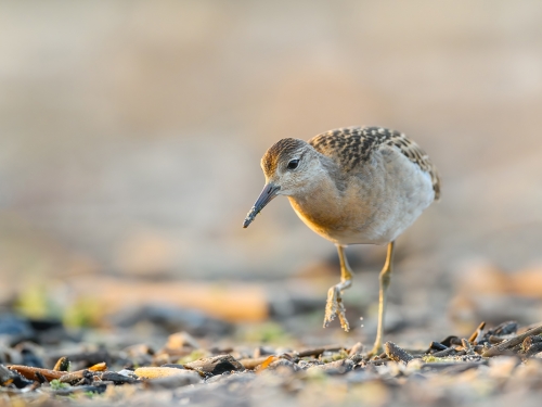 Batalion (ang. Ruff, łac. Calidris pugnax) - 7725- Fotografia Przyrodnicza - WlodekSmardz.pl