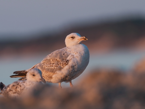 Mewa srebrzysta (ang. European Herring Gull , łac. Larus argentatus) - 2528 - Fotografia Przyrodnicza - WlodekSmardz.pl