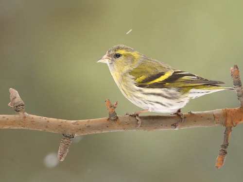 Czyż (ang. Eurasian siskin, łac. Carduelis spinus)- Fotografia Przyrodnicza - WlodekSmardz.pl