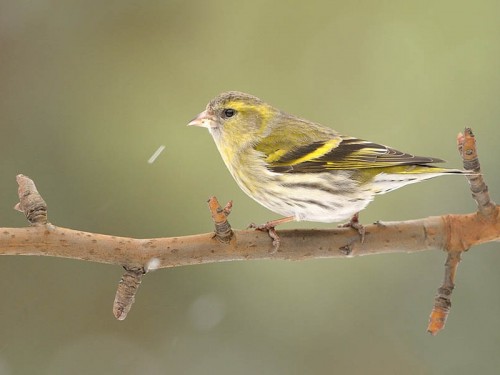 Czyż (ang. Eurasian siskin, łac. Carduelis spinus)- Fotografia Przyrodnicza - WlodekSmardz.pl