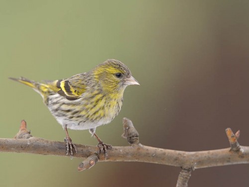 Czyż (ang. Eurasian siskin, łac. Carduelis spinus)- Fotografia Przyrodnicza - WlodekSmardz.pl