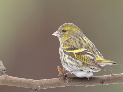 Czyż (ang. Eurasian siskin, łac. Carduelis spinus)- Fotografia Przyrodnicza - WlodekSmardz.pl