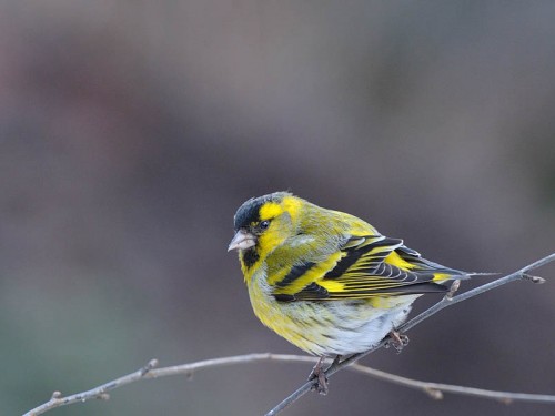 Czyż (ang. Eurasian siskin, łac. Carduelis spinus)- Fotografia Przyrodnicza - WlodekSmardz.pl