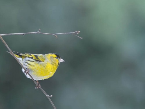 Czyż (ang. Eurasian siskin, łac. Carduelis spinus)- Fotografia Przyrodnicza - WlodekSmardz.pl