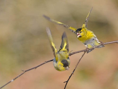 Czyż (ang. Eurasian siskin, łac. Carduelis spinus)- Fotografia Przyrodnicza - WlodekSmardz.pl