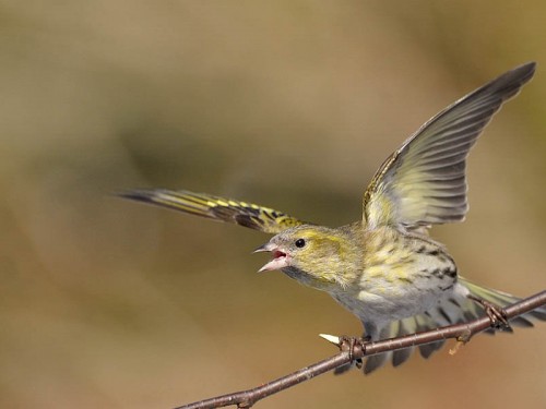 Czyż (ang. Eurasian siskin, łac. Carduelis spinus)- Fotografia Przyrodnicza - WlodekSmardz.pl