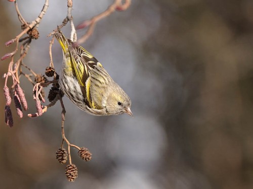 Czyż (ang. Eurasian siskin, łac. Carduelis spinus)- Fotografia Przyrodnicza - WlodekSmardz.pl