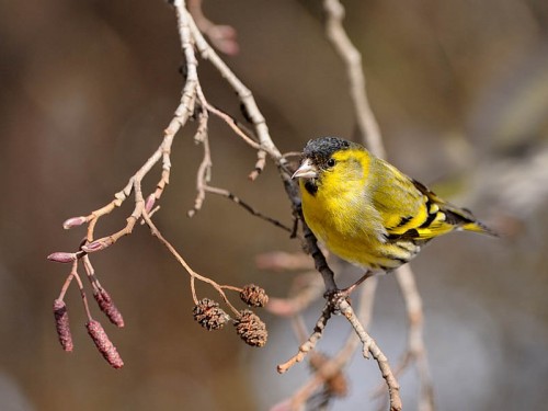 Czyż (ang. Eurasian siskin, łac. Carduelis spinus)- Fotografia Przyrodnicza - WlodekSmardz.pl