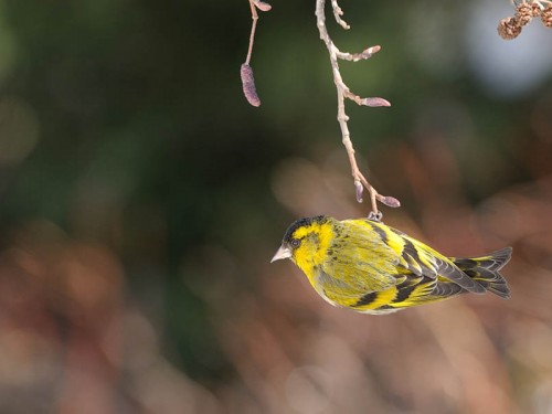 Czyż (ang. Eurasian siskin, łac. Carduelis spinus)- Fotografia Przyrodnicza - WlodekSmardz.pl