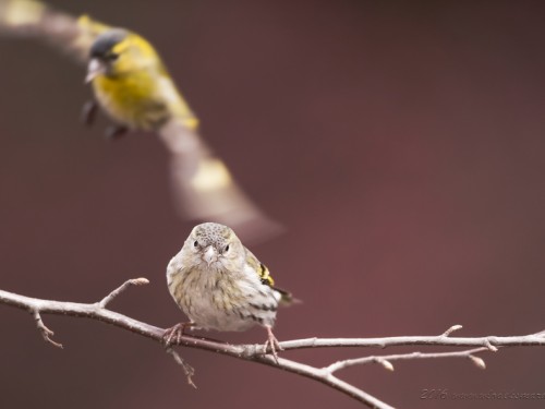 Czyż (ang. Eurasian siskin, łac. Carduelis spinus) - 3158- Fotografia Przyrodnicza - WlodekSmardz.pl