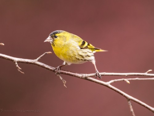 Czyż (ang. Eurasian siskin, łac. Carduelis spinus) - 3225- Fotografia Przyrodnicza - WlodekSmardz.pl