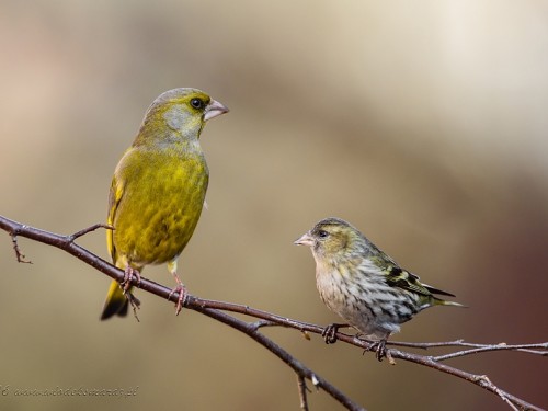 Czyż (ang. Eurasian siskin, łac. Carduelis spinus) - 3428- Fotografia Przyrodnicza - WlodekSmardz.pl