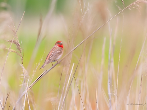 Dziwonia (ang. Common rosefinch, łac. Carpodacus erythrinus)- 4510- Fotografia Przyrodnicza - WlodekSmardz.pl